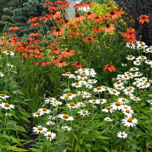 33ba9fb13c16612830728eeacaf375c4