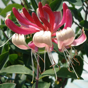 33d77695e85bb7456fea3b534968f0b2