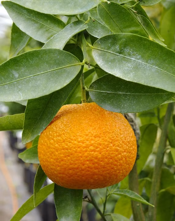 3430c72d9feb8a12ace0d10e849caaac