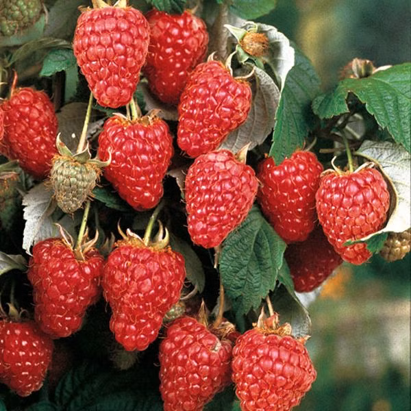 343293281641d0559898e0cc0eb0b21b