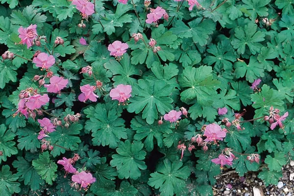 34329561c0813a9be05ad76de6d6dff5