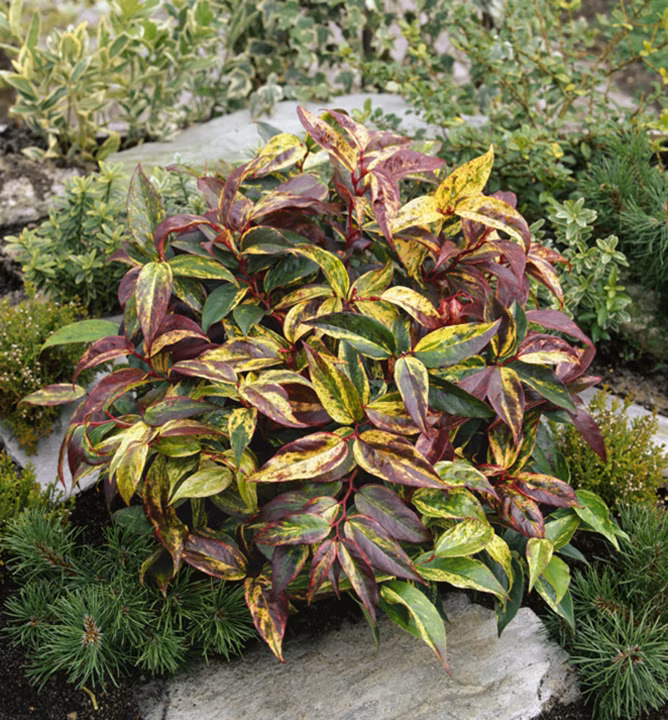 3464debcc4a1dc849571485953993de4