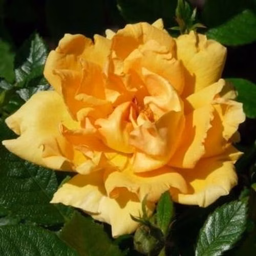 3489418c3eed18e6c7d8197d665ffd8c