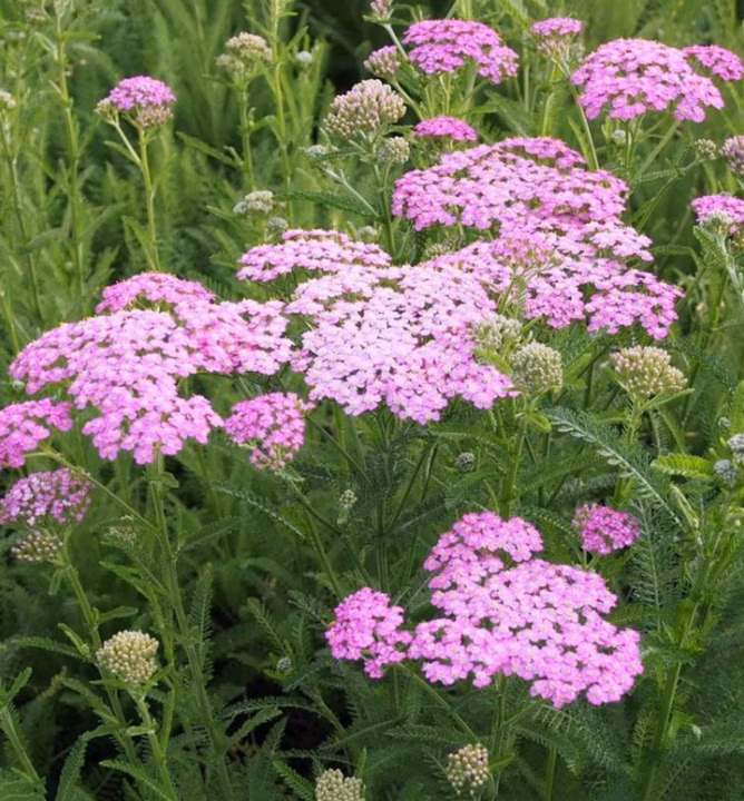 34b103f83f4267d4e7d903a3a98c53a2