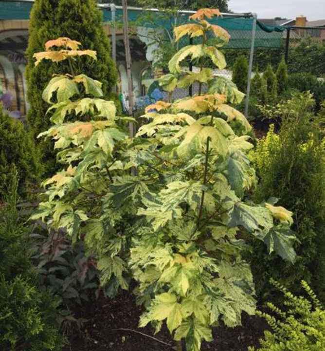 34df124e6bb4ec8c6612aab2f31f225e