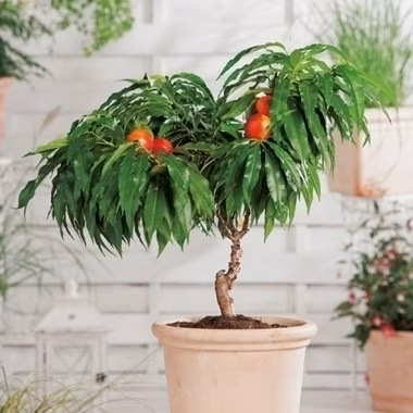 34e5646b82fd74e9bdda46db0a78d859