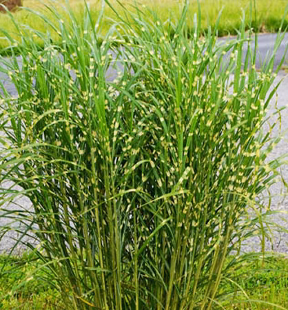 3504874d18dee36cf16ca7b0fb26e1b4