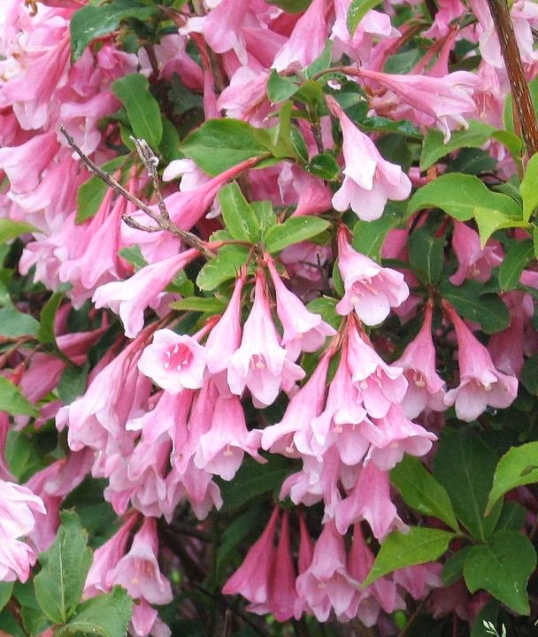 3516d5d80d40ca848ff207aa19d37786