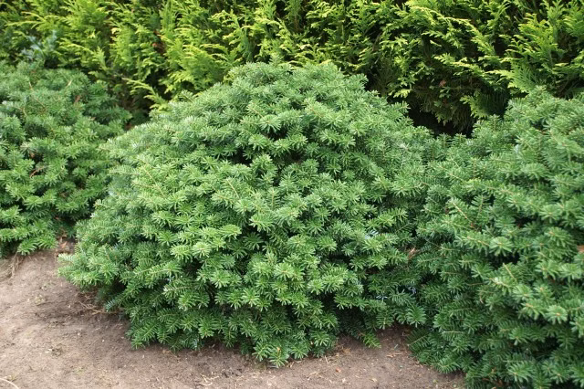 3589c8ffa1c0093f6118d7efcce7c40b