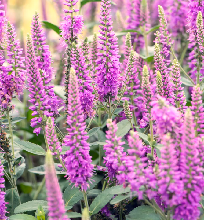 358d30040779cead29c4d73c44a48fb0