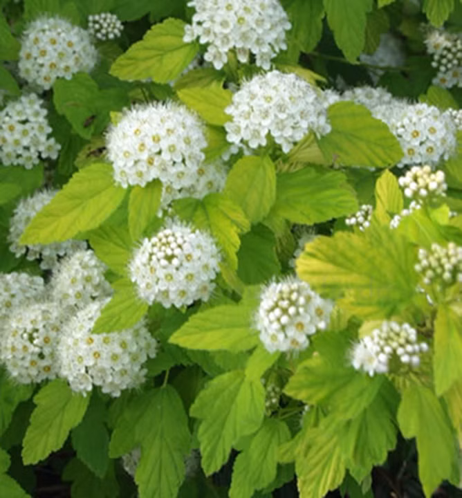 3599448844440798252514b8db71fc40