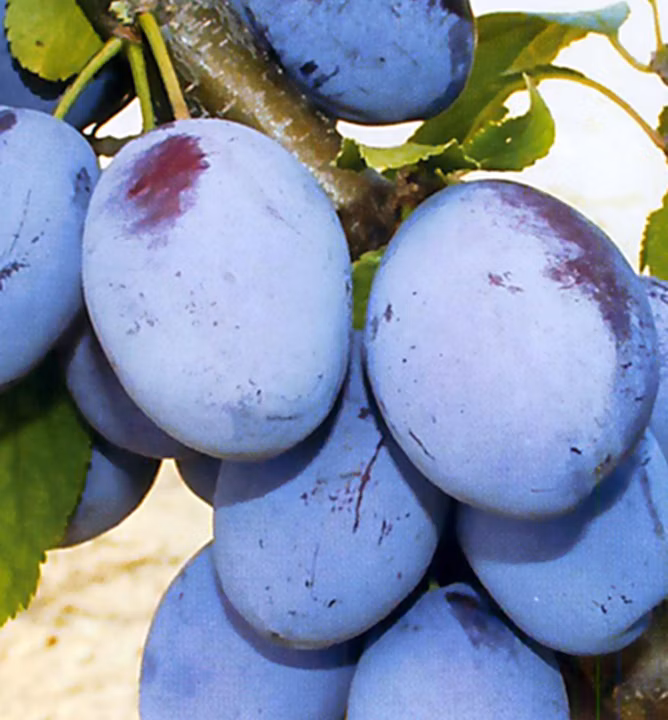 35ab9a7d31767ab39cfc67e358090144