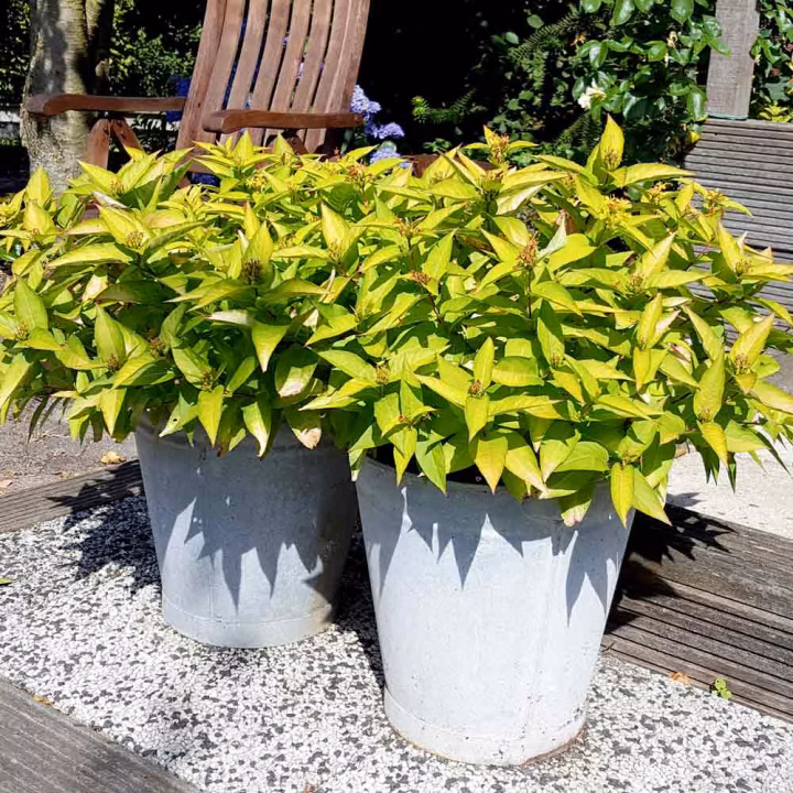 35af14d6a15e57bc7812235262b4c5ed