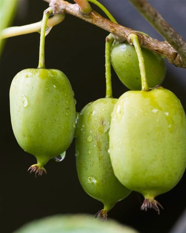 35dcea6be703a7fcb6adff00b53883c0