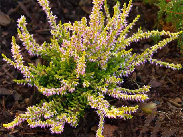 35f317bf0be0efc6992d25f4f666c0f7