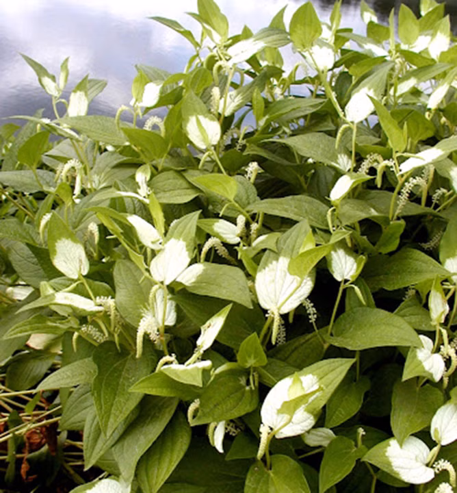 36f4c80b41ddd4c4bfc4b4441bd66632