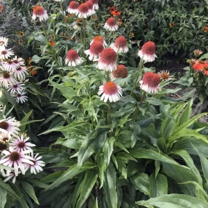 371012fa55bf6f2c868a51d1589dfc36