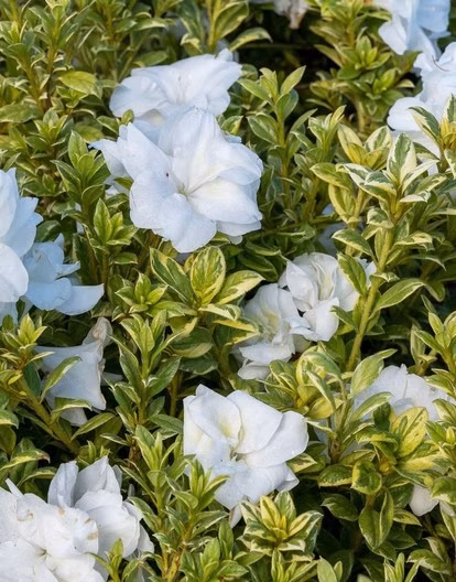 373dfe3df16aa160490c63982e158675