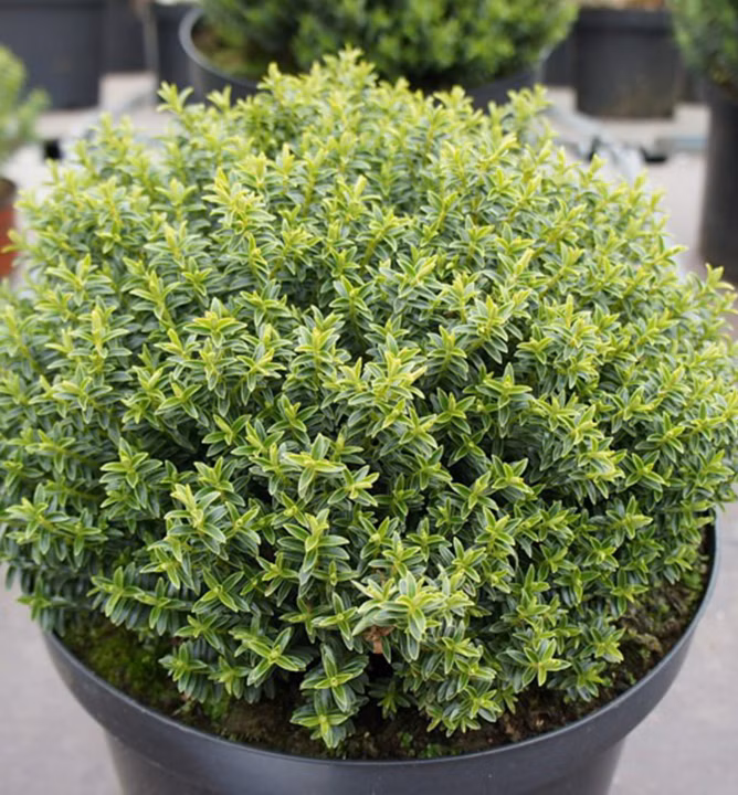 375684590e5eb41a1ed7356aa71f4e20