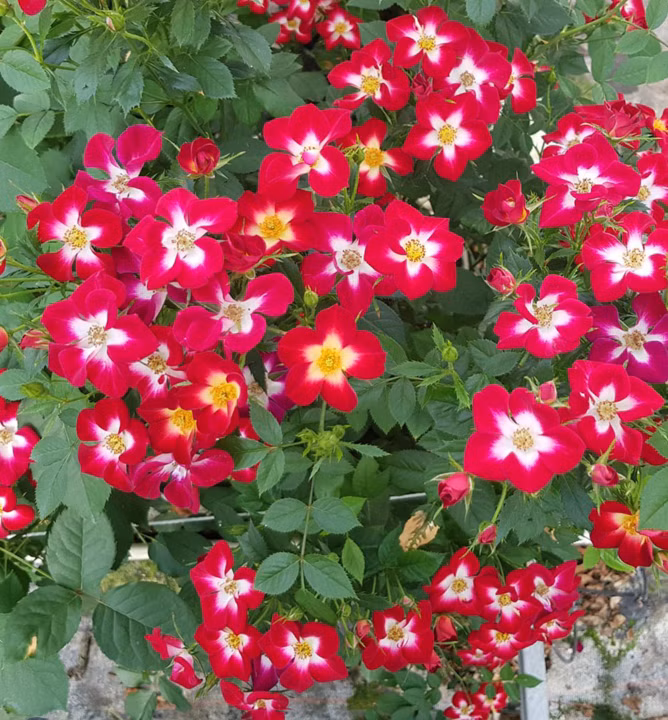 3764cf2d43ab50feaa85d507293cdd70