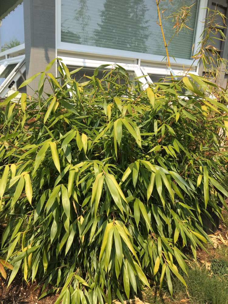 380eaa86b961ef91f4a4ff0697529120