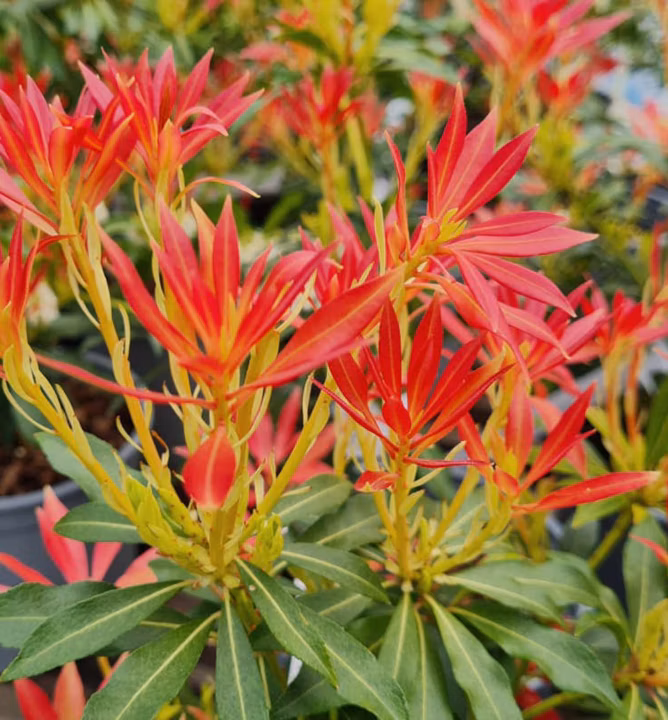 381e77361e46f5fd1236b947f35835e6