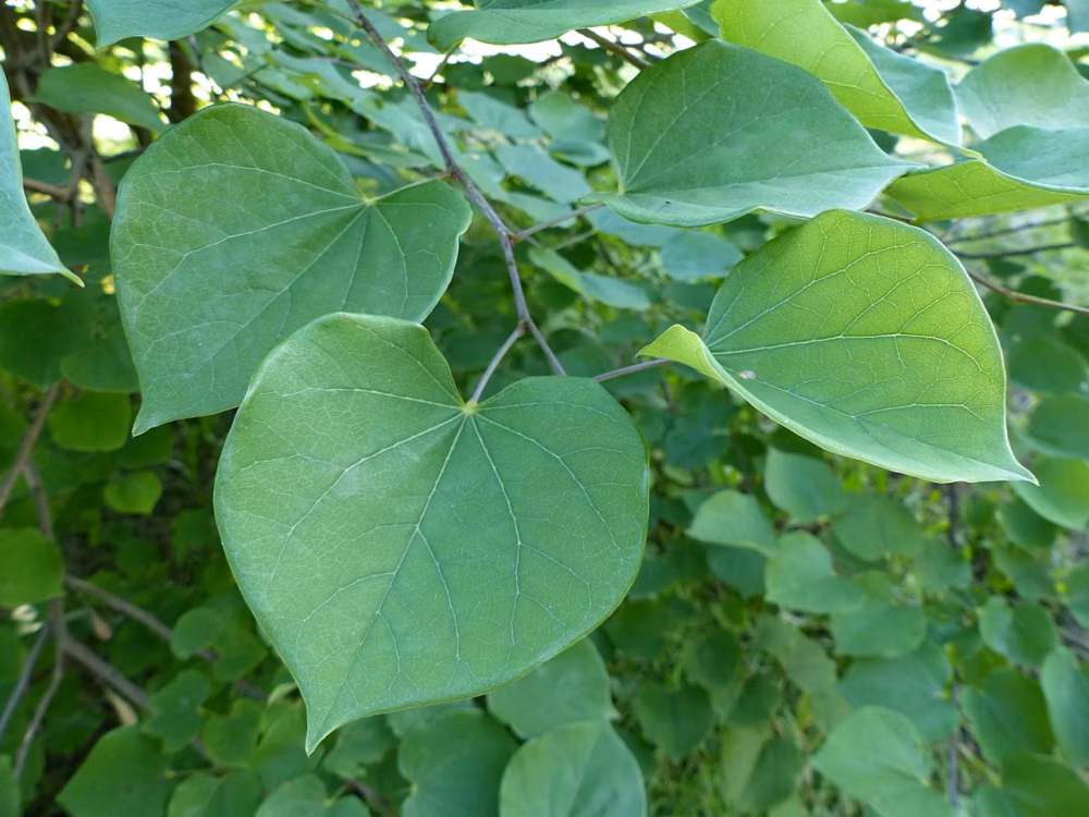 38264b68ae65858740bfda8cd1580293