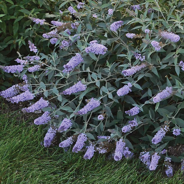 382ebd932bfd393eab8883ea534cbad3