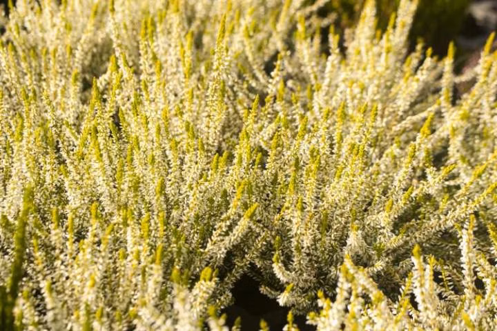 3842e9ed7edf66d7807c7c1dce6642fc