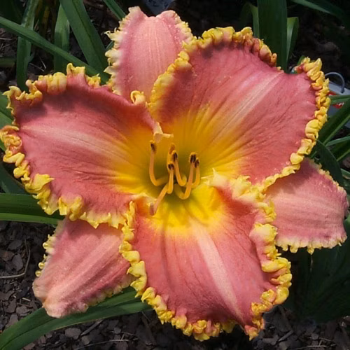 3868b0d5b2ece78512c379fbfe4af764