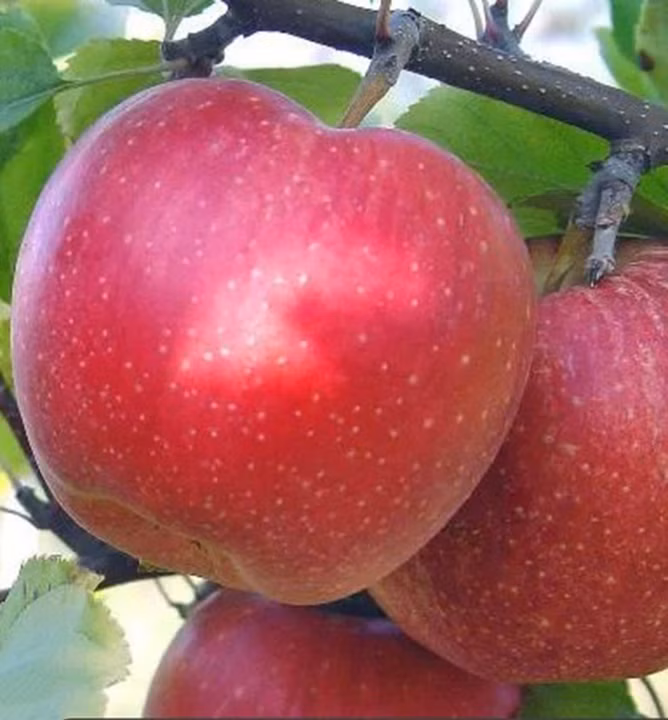 38697f9b62839e871da7e4a3db790c35