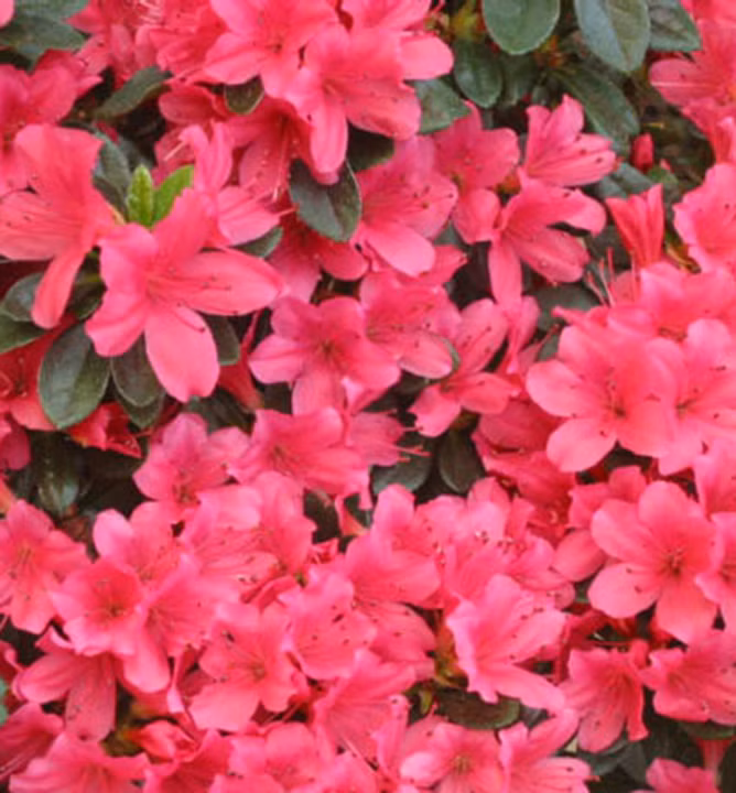 388b7e10ebf8a7e87ae20ccd35ddaa4d