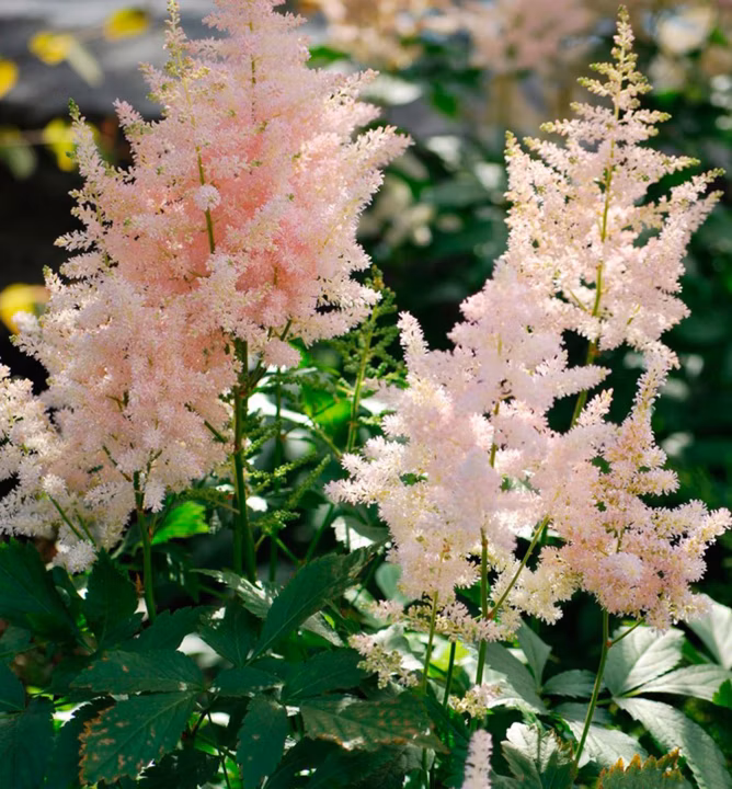 3908fa38e91ccbd768d3781e4119b576