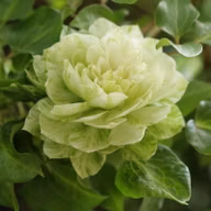 39337710b6542ee23317ae1dfe1518e4