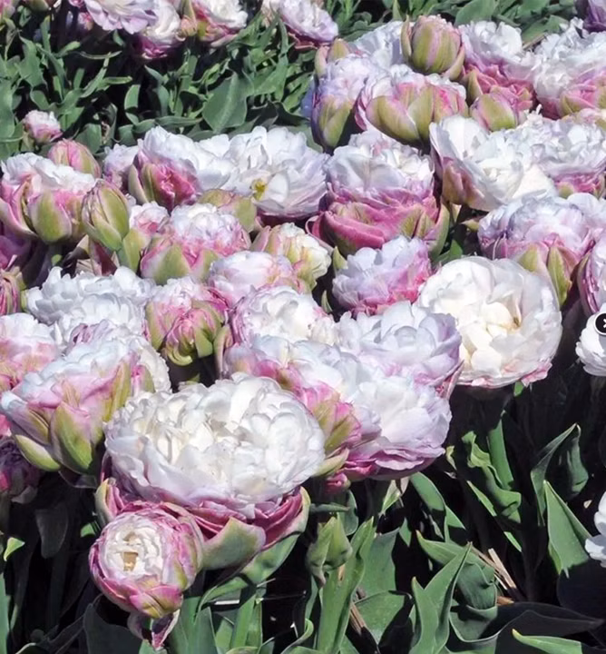 394583ac3992e4bbc9d54575099fa76f