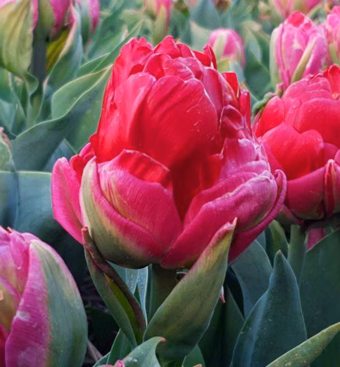 396f9428a958d90a8f8eceb6a4b2e3b3