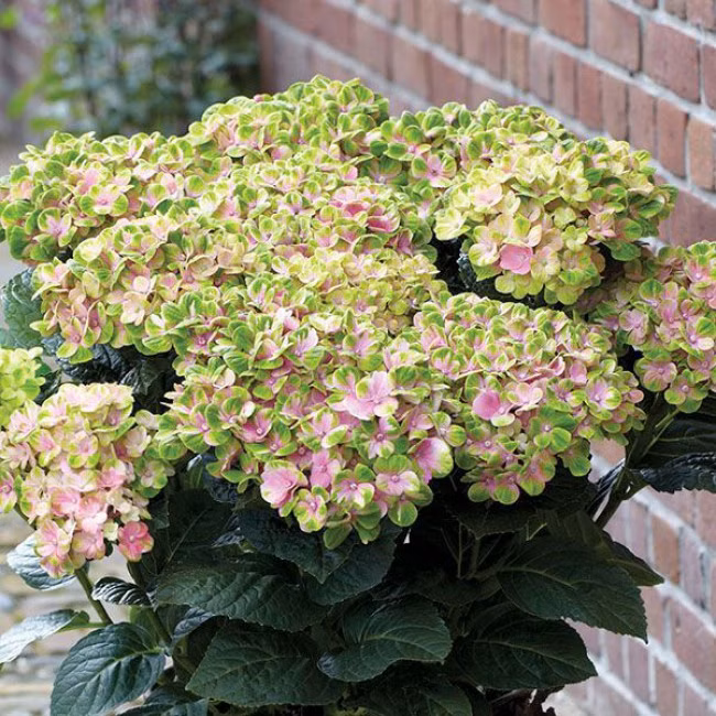 39b38450dff3200ef6a987ef9c67dc63