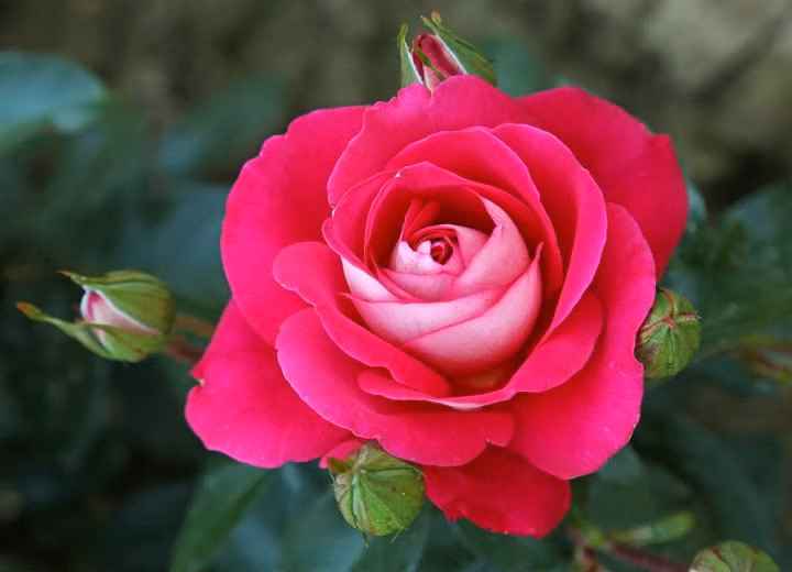 39b3e7ea511aa6b7f9aeb97e3e441251