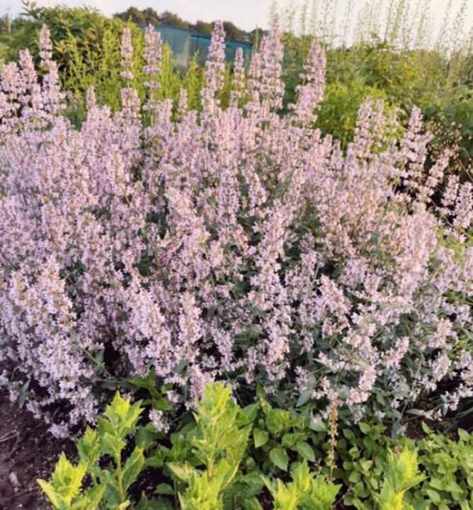 39cca36cb2ae8c577770d59255552ac6