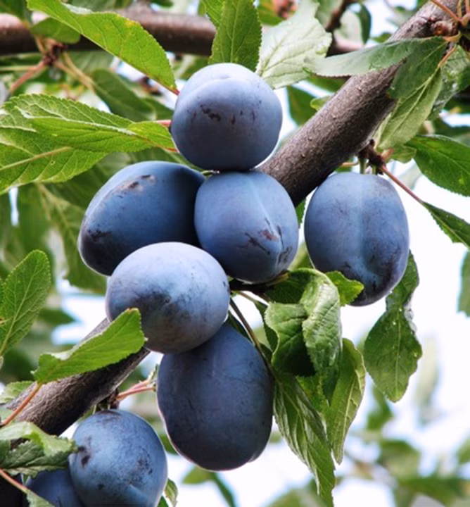 39f127d95dd26c9ac3e27983a018b4f3