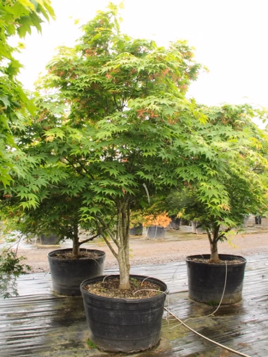 3a0bf30a43edacf4711bf6159e506fc2