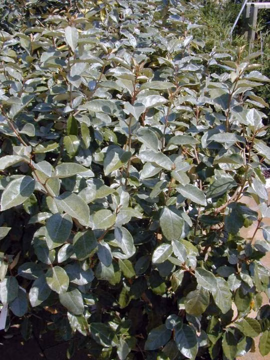 3a1cee48603f5e74a7a0a9919babf5c7