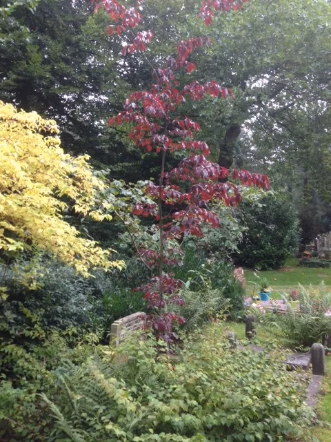 3a2a9d516eba3680f80f60d75999dba4