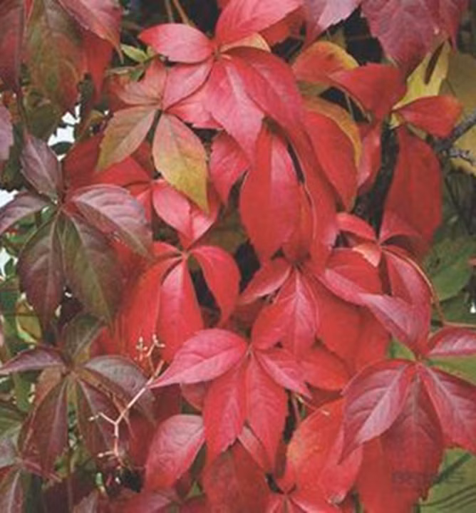 3a43a6089966f306012f2165a5db9d71