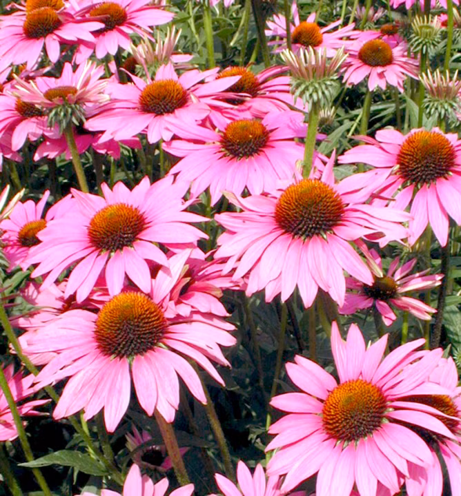 3a8a478f2597030392aa727c3fdd6ea2