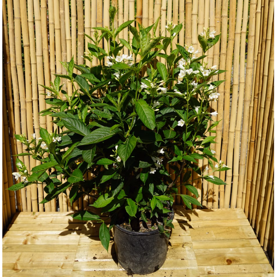 3aa1ebe4b73aaf4cad87986bff194ca4