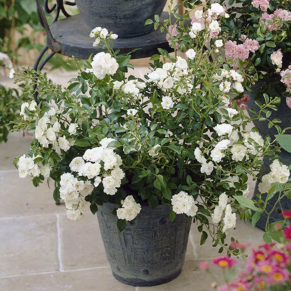 3bb2a817a0b5293a1b898124073e0259