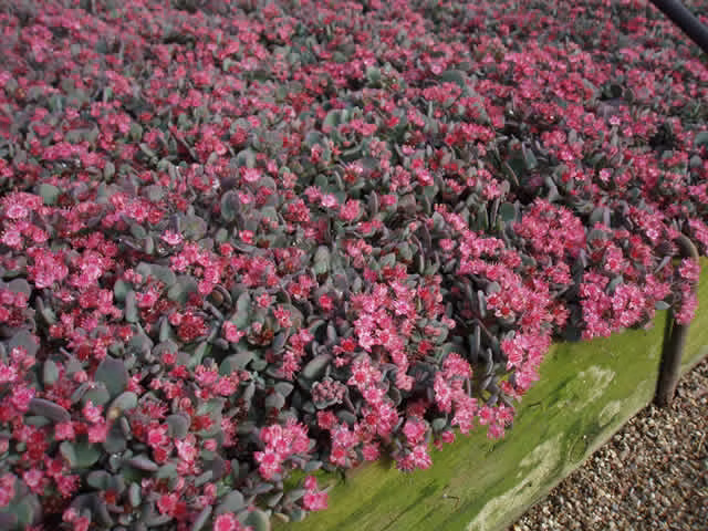 3bcae2f4009d97eafc90b58b48c581d3