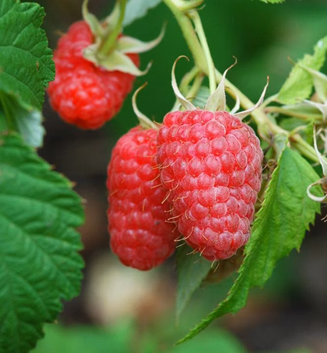 3be34cb62f1f3ef77736470ceaa2a54d