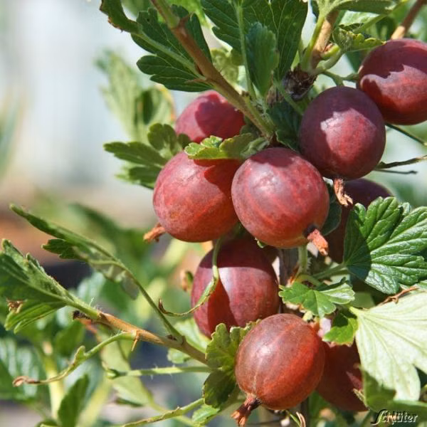 3c4d57608dea7cea3425daca85bd7218